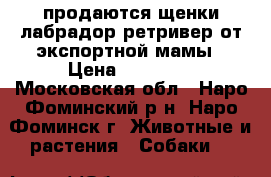 продаются щенки лабрадор-ретривер от экспортной мамы › Цена ­ 15 000 - Московская обл., Наро-Фоминский р-н, Наро-Фоминск г. Животные и растения » Собаки   